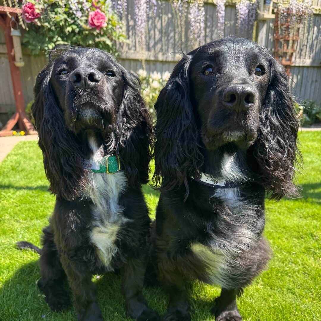 freddie_merlintheblackspaniels